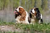 CAVALIER KING CHARLES 654